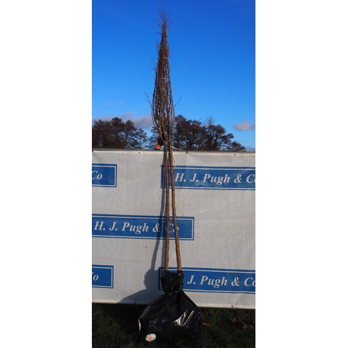 51 - Prunus Royal Flame bare root trees 10ft - 2