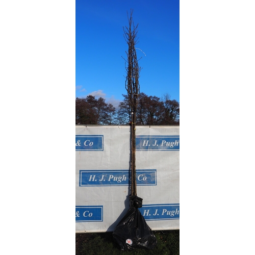 59 - Pyrus Calleryana bare root trees 13ft - 3