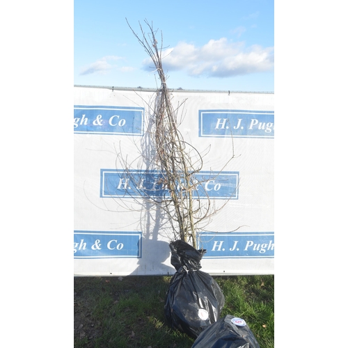 6 - Quercus Robur bare root trees 7ft - 3