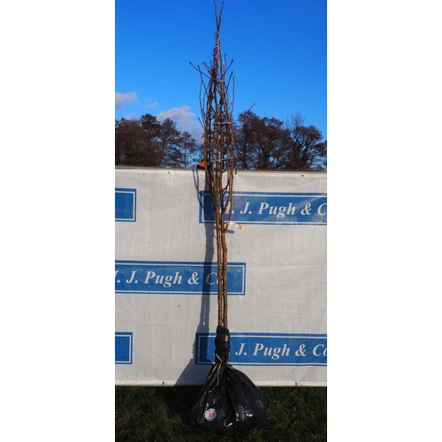 60 - Sorbus Olympic Flame bare root trees 12ft - 2