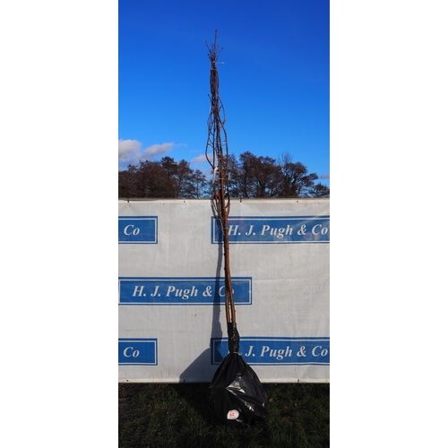 62 - Sorbus Hupehensis bare root trees 12ft - 2