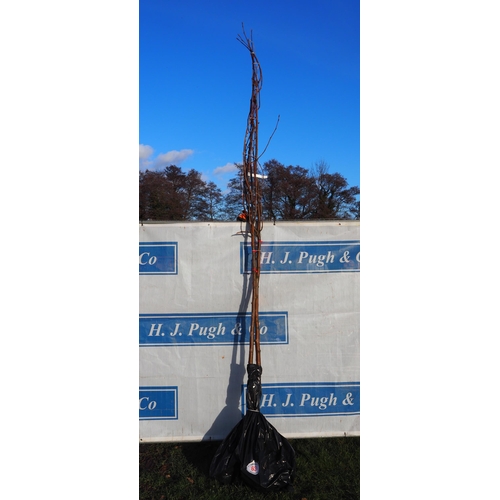 63 - Sorbus Hupehensis bare root trees 12ft - 2