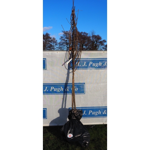 64 - Sorbus Olympic Flame bare root trees 10ft - 2