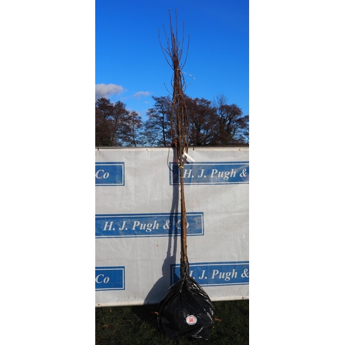 66 - Sorbus Aucuparia bare root trees 13ft - 3