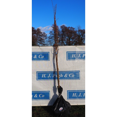 68 - Sorbus Sunshine bare root trees 9ft - 3