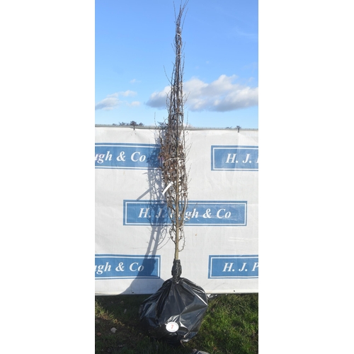 7 - Carpinus Betulus bare root trees 7ft - 2