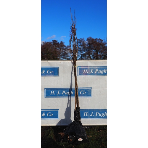 73 - Sorbus Golden Wanderer bare root trees 11ft - 3