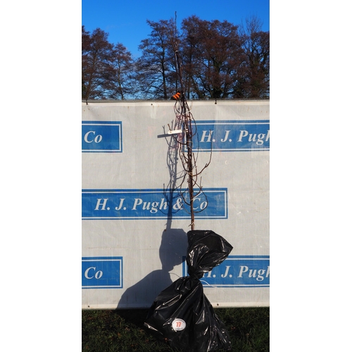 77 - Malus Red Obelisk bare root trees 8ft - 2