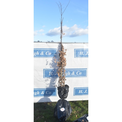 8 - Quercus Robur bare root trees 7ft - 2