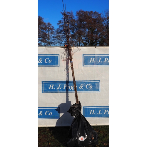 82 - Malus Toringoides bare root trees 8ft - 3