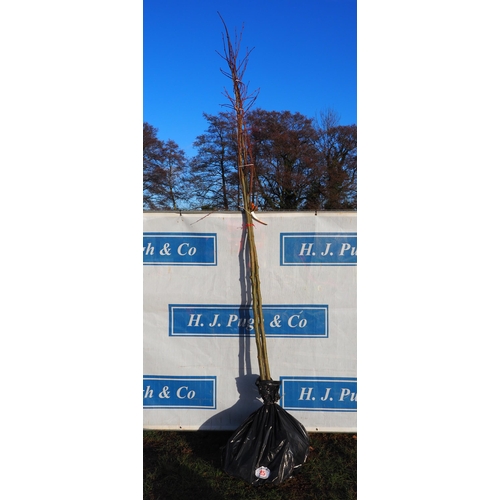 85 - Tilia Platyphyllos bare root trees 10ft - 2