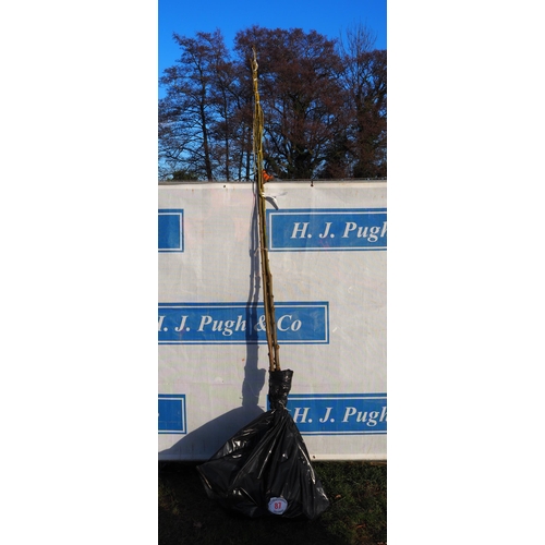 87 - Tilia Platyphyllos bare root trees 9ft - 2