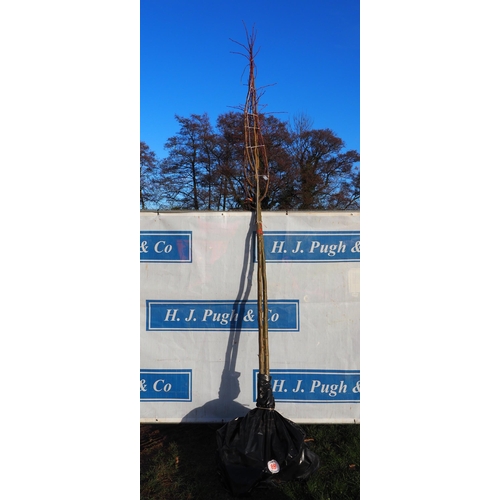 89 - Tilia Platyphyllos bare root trees 13ft - 2