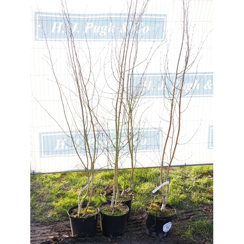 93 - Betula Utilis 5ft - 4