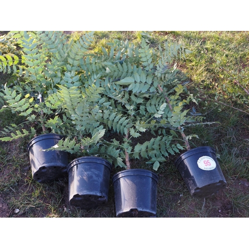 95 - Mahonia 3ft - 4