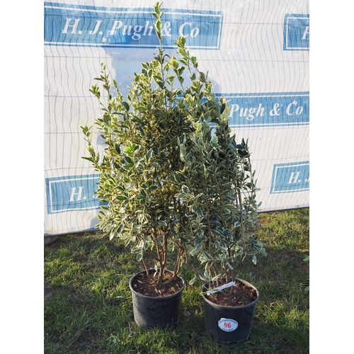 96 - Euonymus Japonicas 4ft - 2