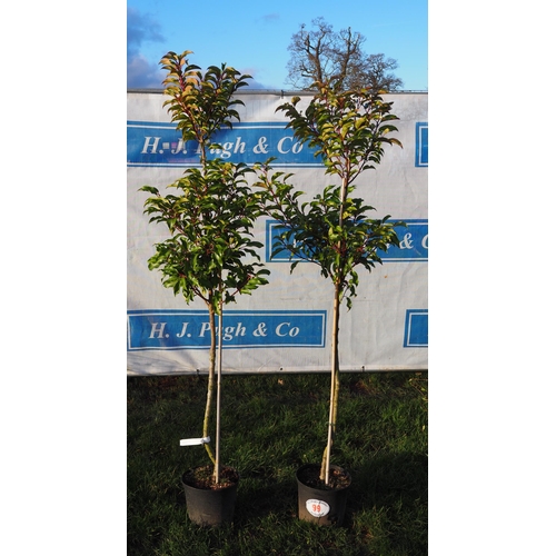 99 - Prunus 5ft - 2