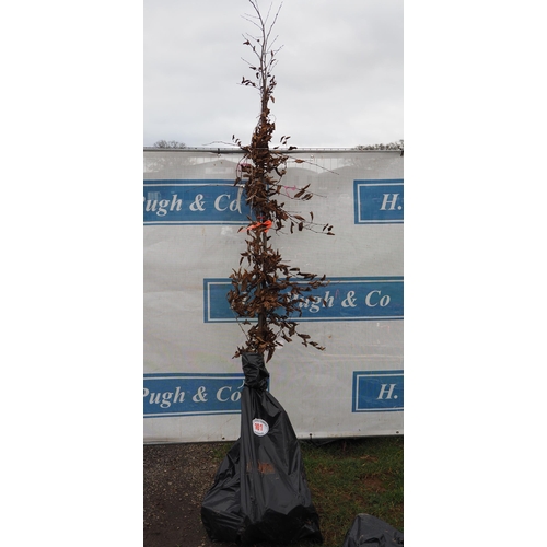 Lot 101       