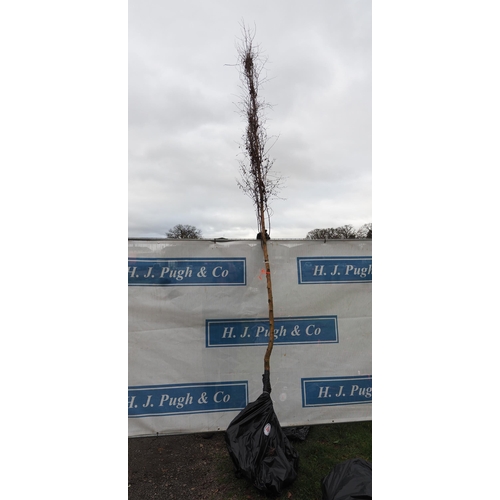 Lot 103       