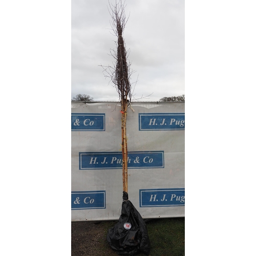 Lot 104       