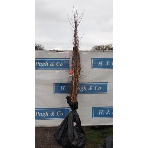 Lot 105       