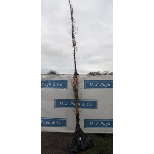 Lot 106       