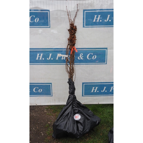 Lot 107       