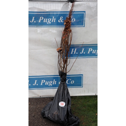 Lot 108       