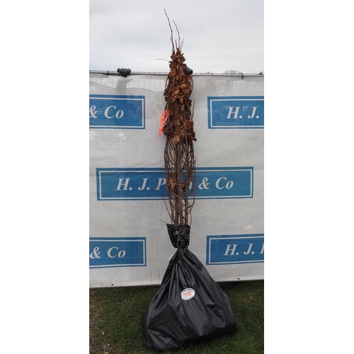 Lot 110       