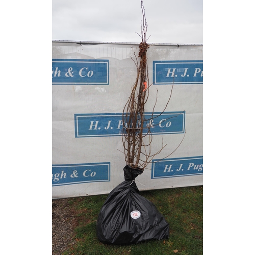 Lot 112       