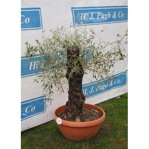 Lot 116       