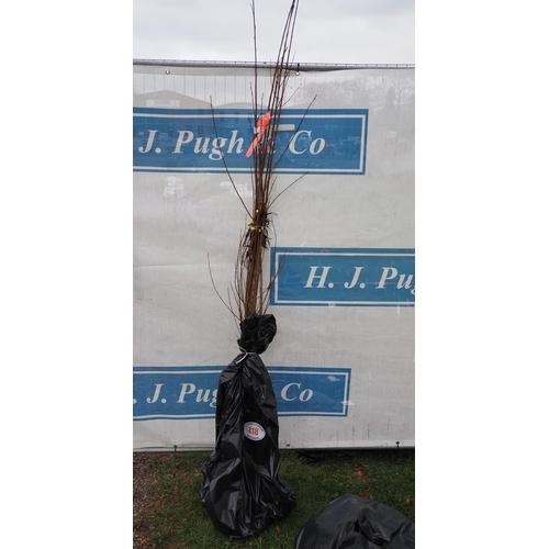 Lot 118       