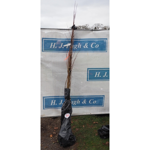 Lot 120       