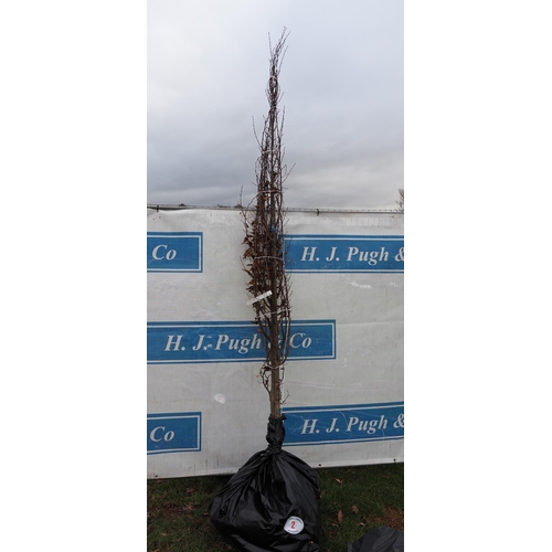 2 - Carpinus Betulus bare root trees 7ft - 2
