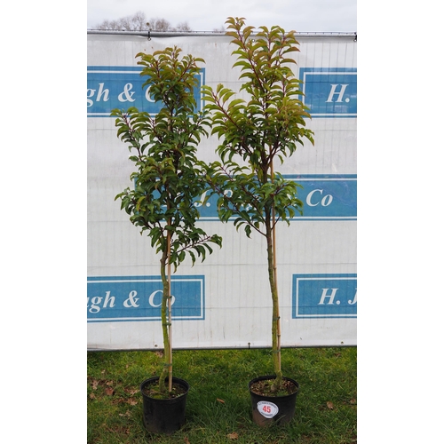 45 - Prunus 5ft - 2