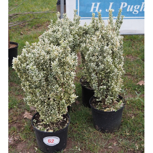 62 - Euonymus 2ft - 4