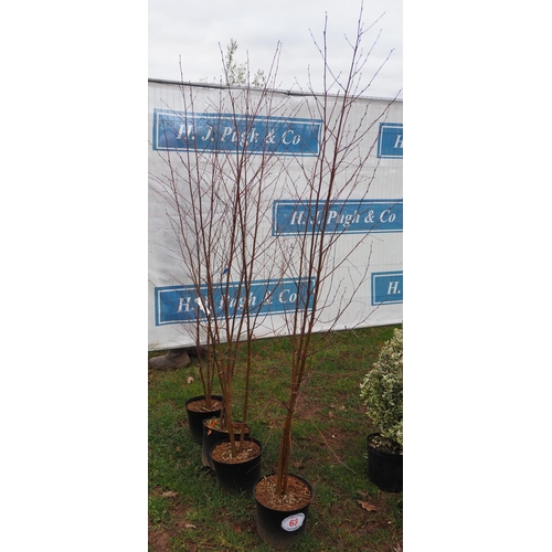 63 - Betula multi stem trees 6ft - 4