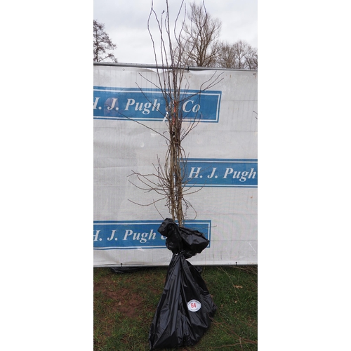 64 - Crataegus bare root trees 6ft - 5