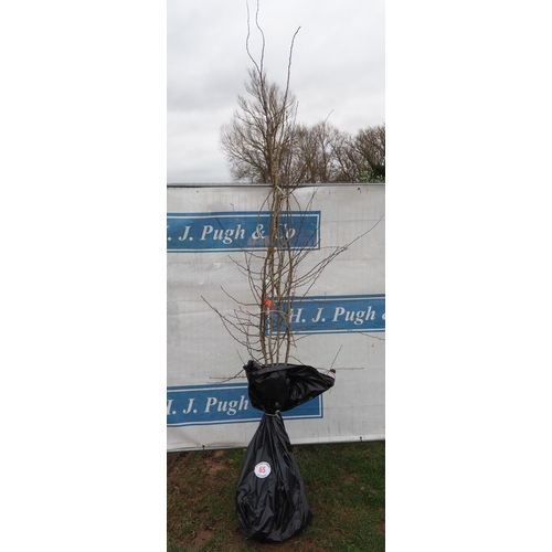 65 - Crataegus bare root trees 6ft - 5