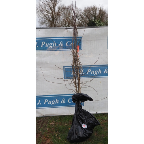 66 - Crataegus bare root trees 6ft - 5