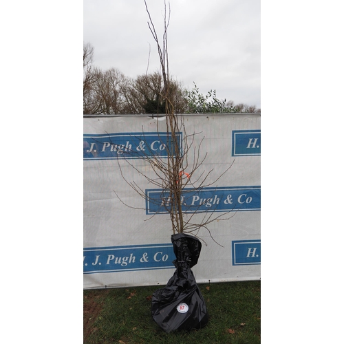 67 - Crataegus bare root trees 6ft - 5