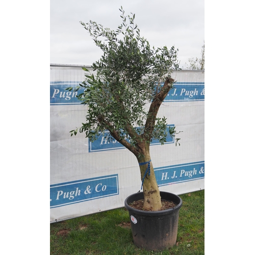 68 - Specimen Olive tree 6ft - 1