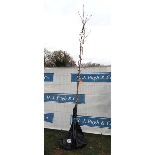 69 - Prunus Sunset bare root tree 11ft - 1