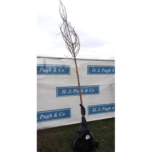 70 - Fagus Sylvatica bare root tree 12ft - 1