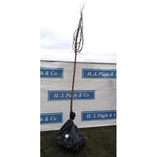 71 - Malus Rudolph bare root tree 12ft - 1