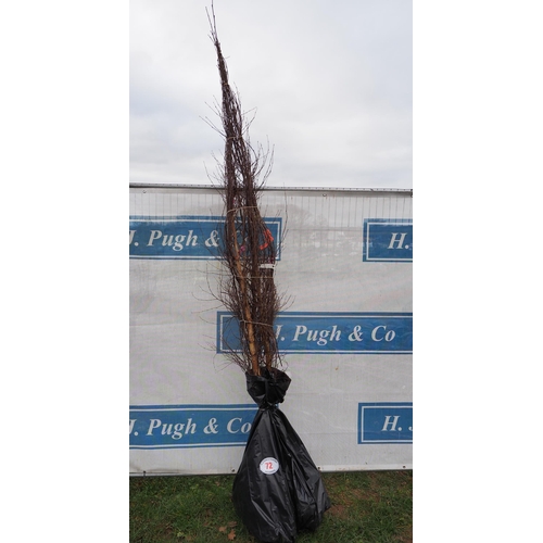 72 - Betula Pendula bare root trees 7ft - 3