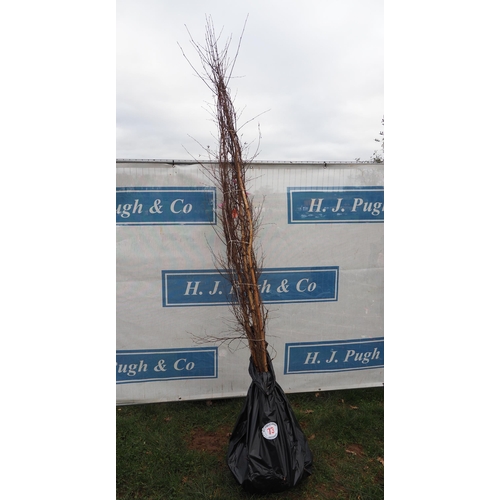 73 - Betula Pendula bare root trees 7ft - 3