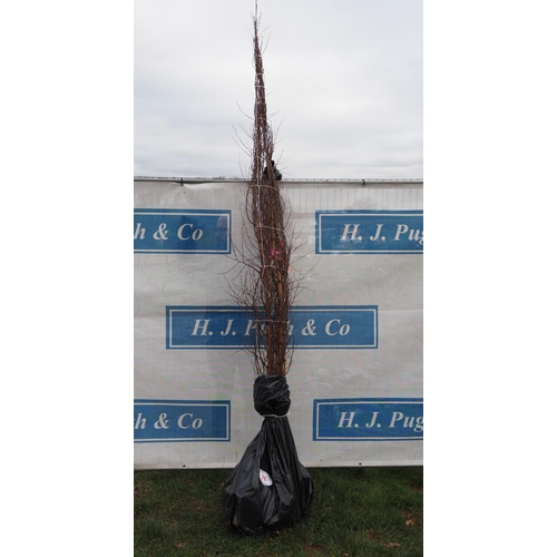 74 - Betula Pendula bare root trees 7ft - 3