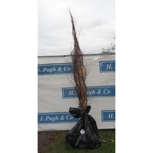 75 - Betula Pendula bare root trees 7ft - 3