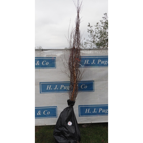 76 - Betula Pendula bare root trees 7ft - 2